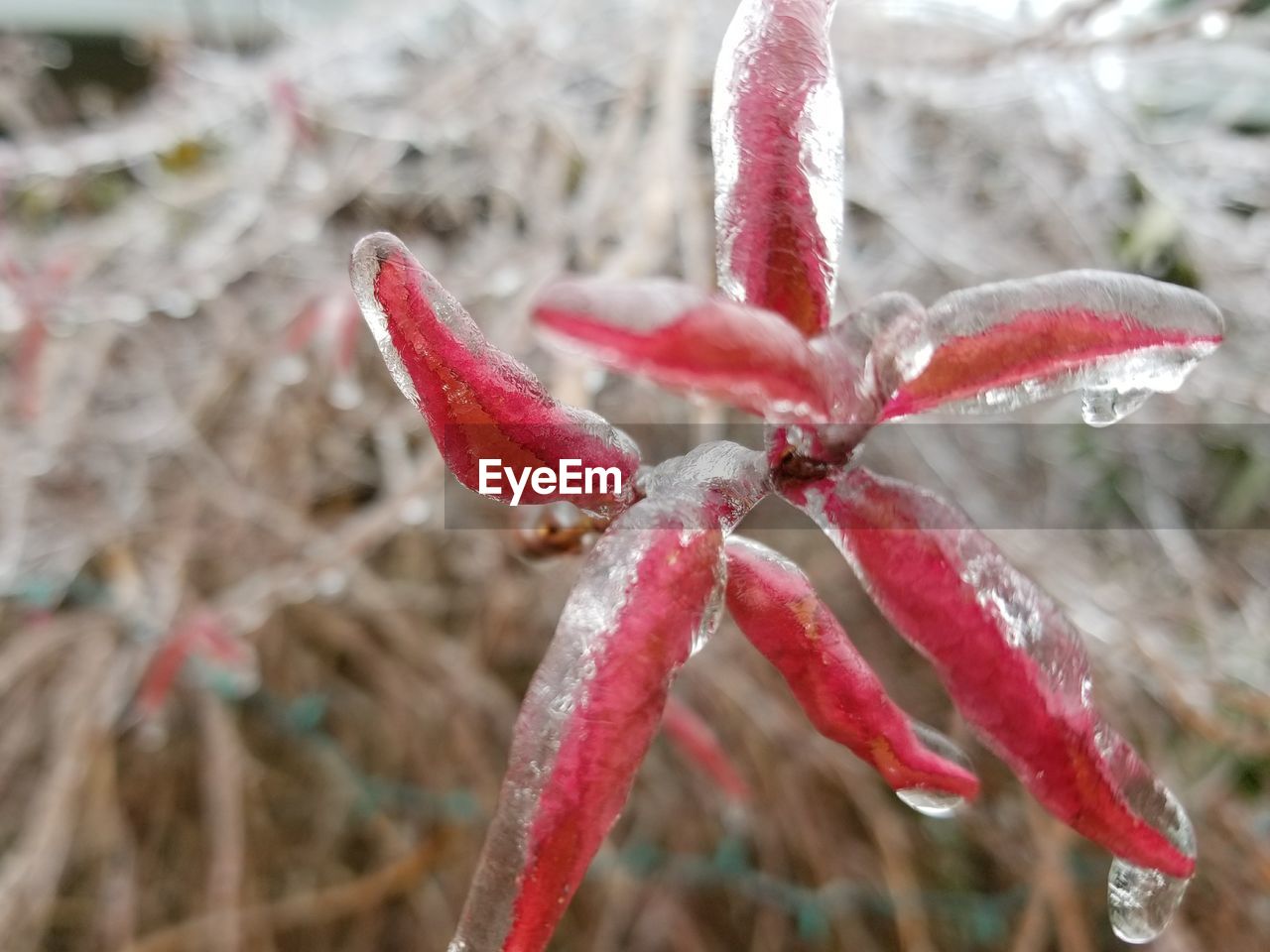 CLOSE-UP OF WET RED FLOWER IN WINTER