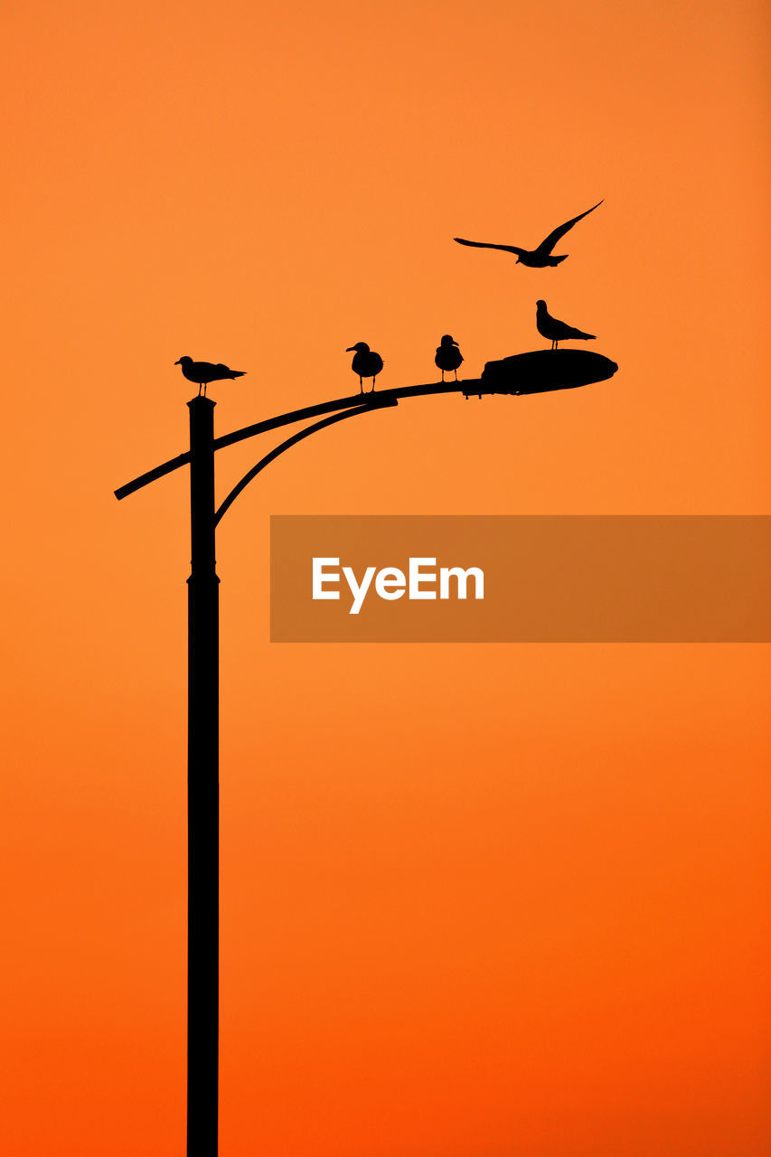 LOW ANGLE VIEW OF BIRDS PERCHING ON STREET LIGHT AGAINST ORANGE SKY