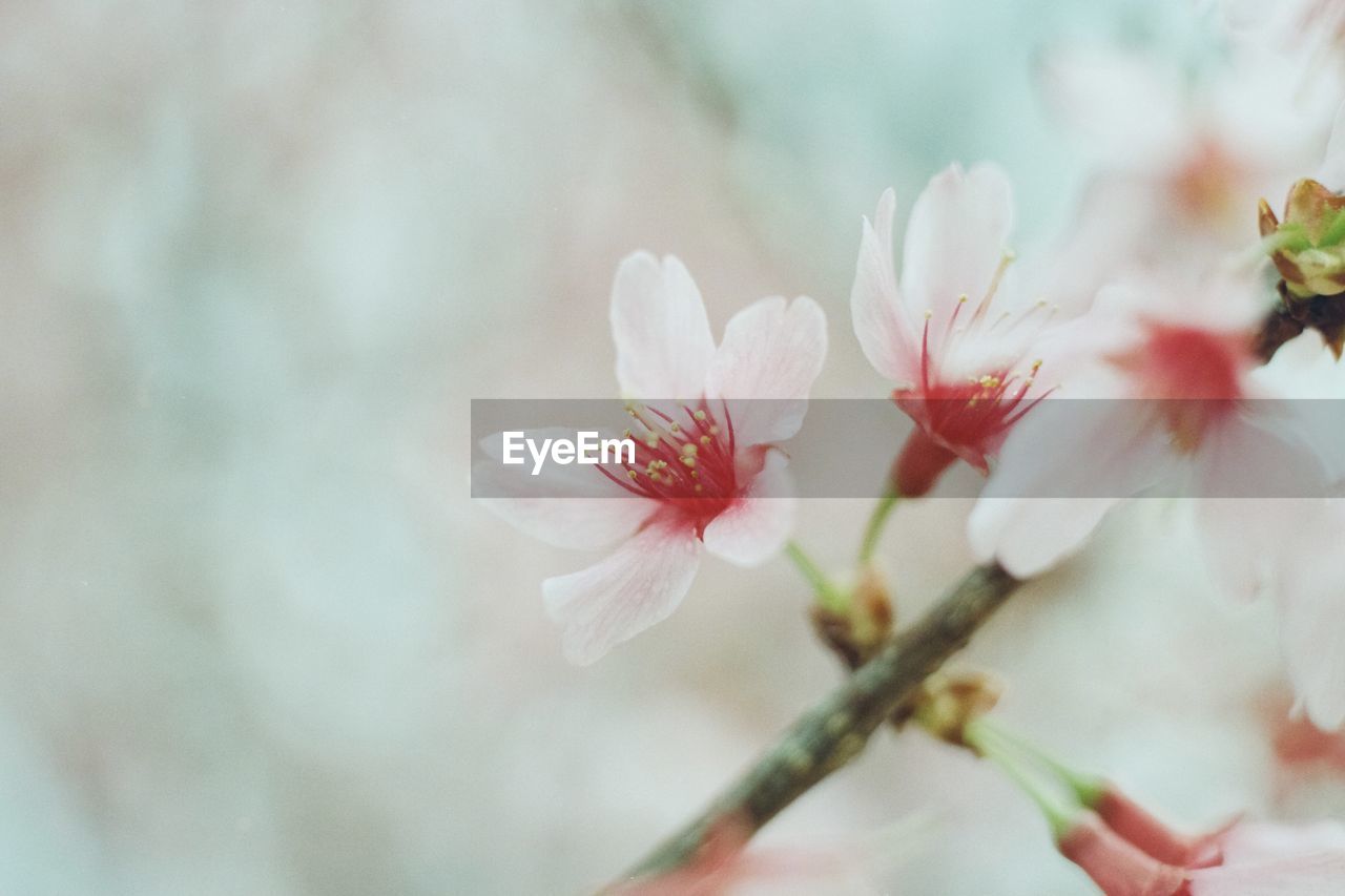 plant, flower, flowering plant, freshness, beauty in nature, blossom, fragility, springtime, nature, spring, close-up, pink, tree, growth, petal, branch, cherry blossom, flower head, macro photography, no people, inflorescence, outdoors, selective focus, pollen, focus on foreground, botany, white, stamen, tranquility, day, twig, food and drink, softness, defocused, produce, bud