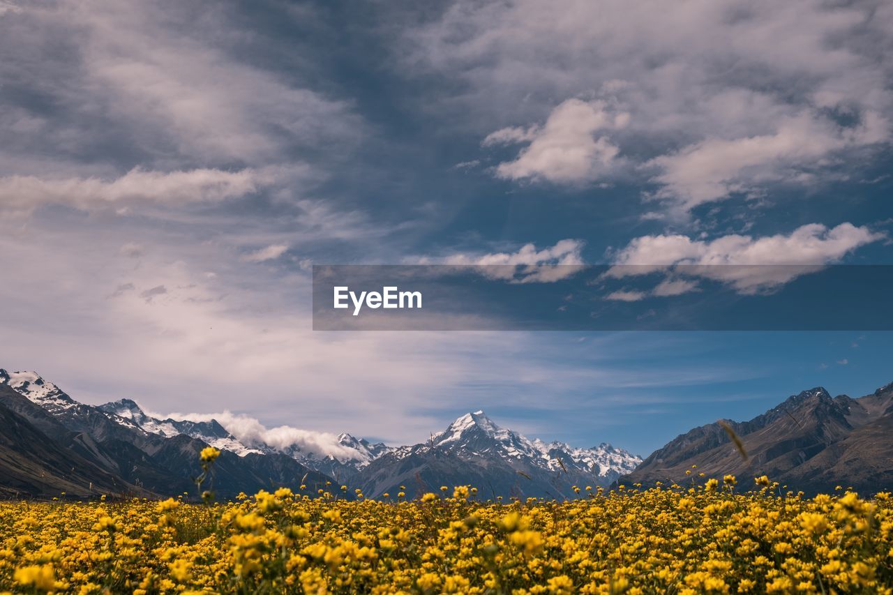 Yellow flowers on land against snowcapped mountains 