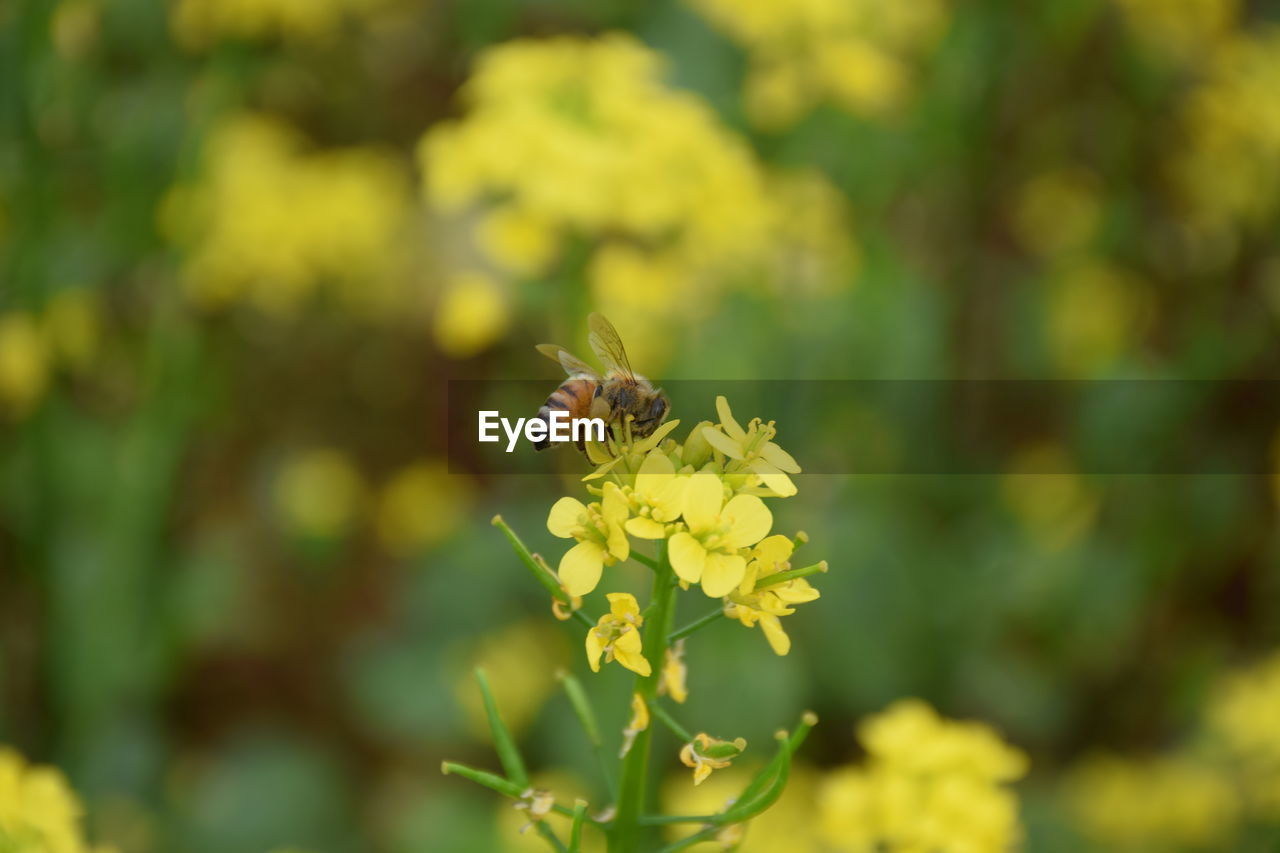 Close-up of honey bee on yellow flowers