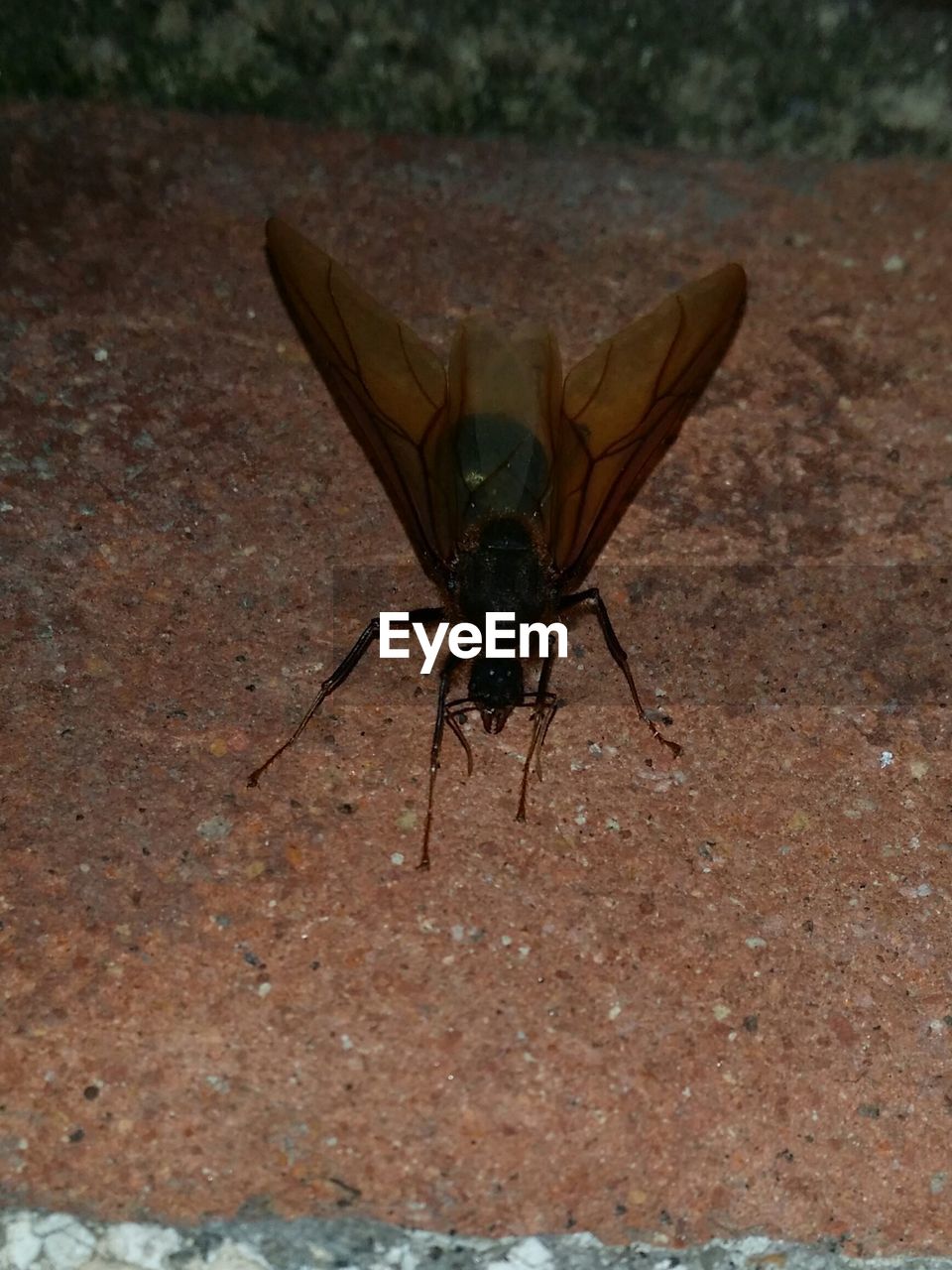 CLOSE-UP OF INSECT ON WALL