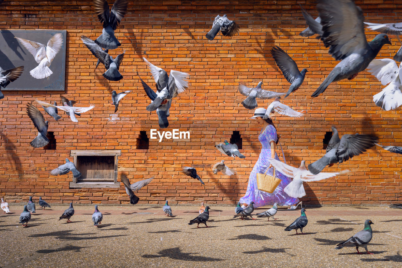 High angle view of seagulls flying