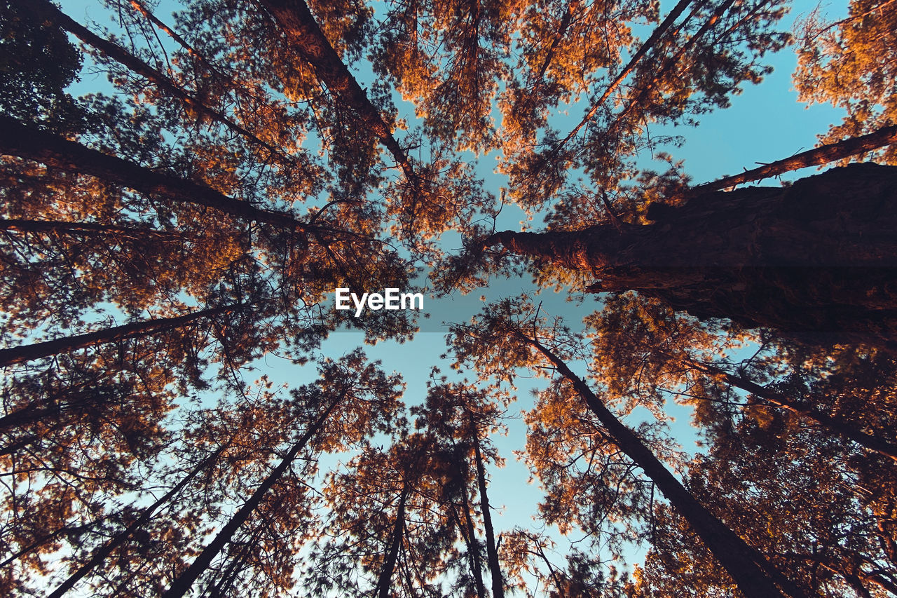 LOW ANGLE VIEW OF TREES IN AUTUMN