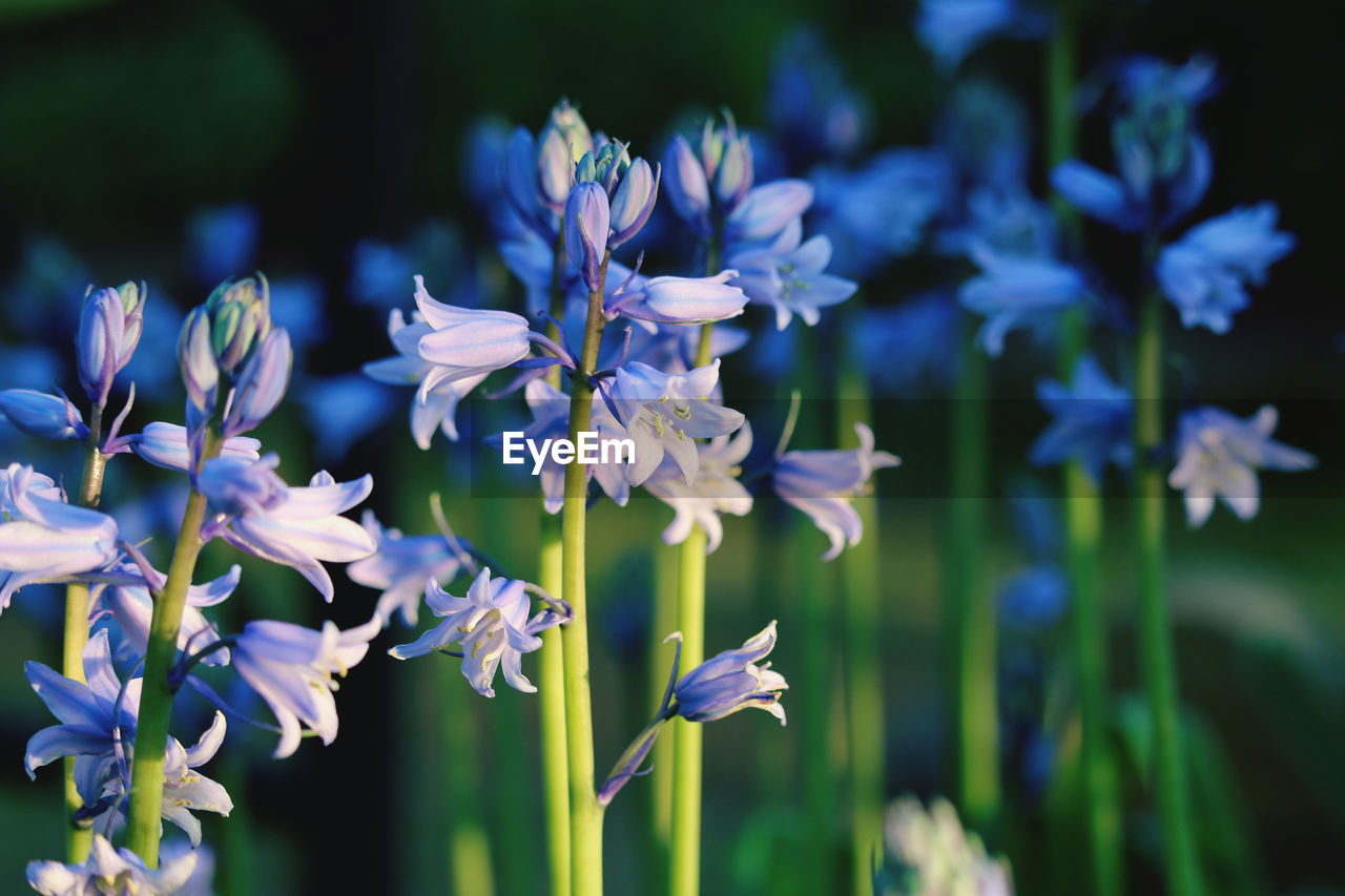 Close-up of purple flowering plants