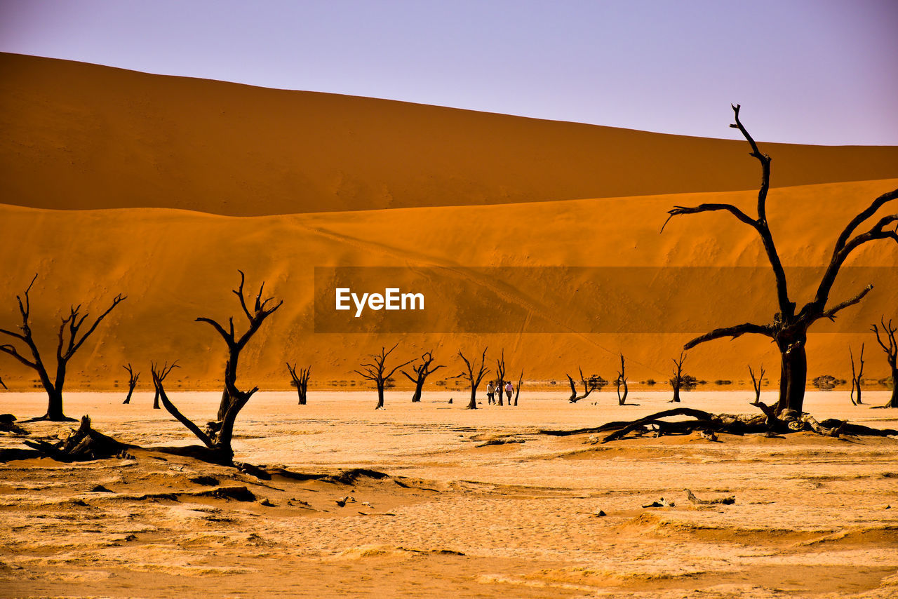 SCENIC VIEW OF DESERT