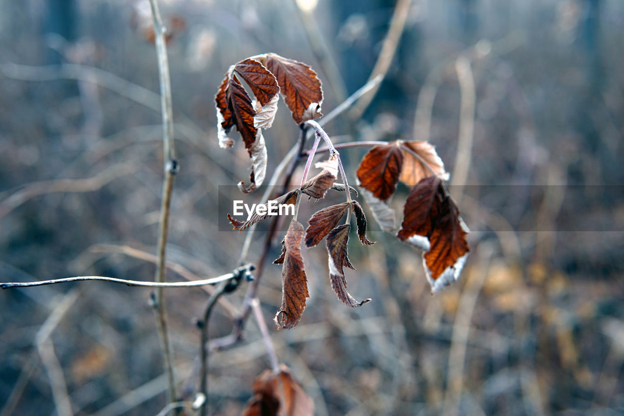 CLOSE-UP OF DRY LEAF ON TWIG