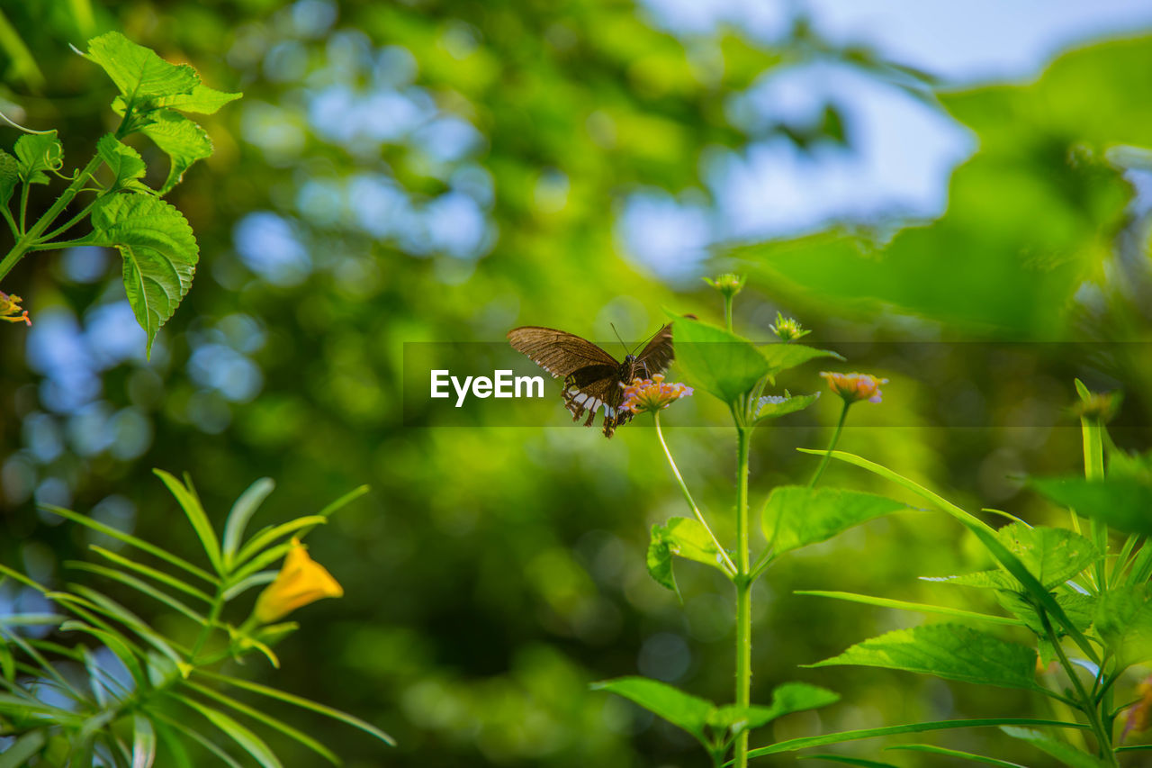Close-up of butterfly pollinating flower