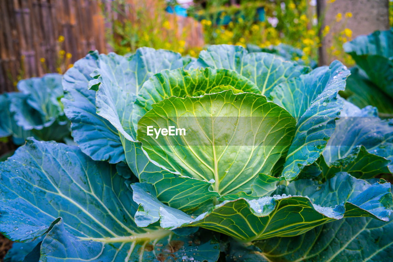 CLOSE-UP OF GREEN LEAF IN GARDEN