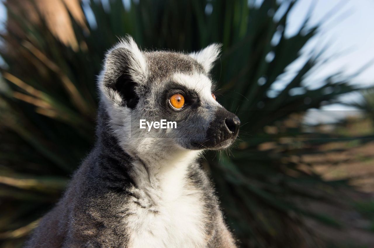 Close-up of lemur looking away