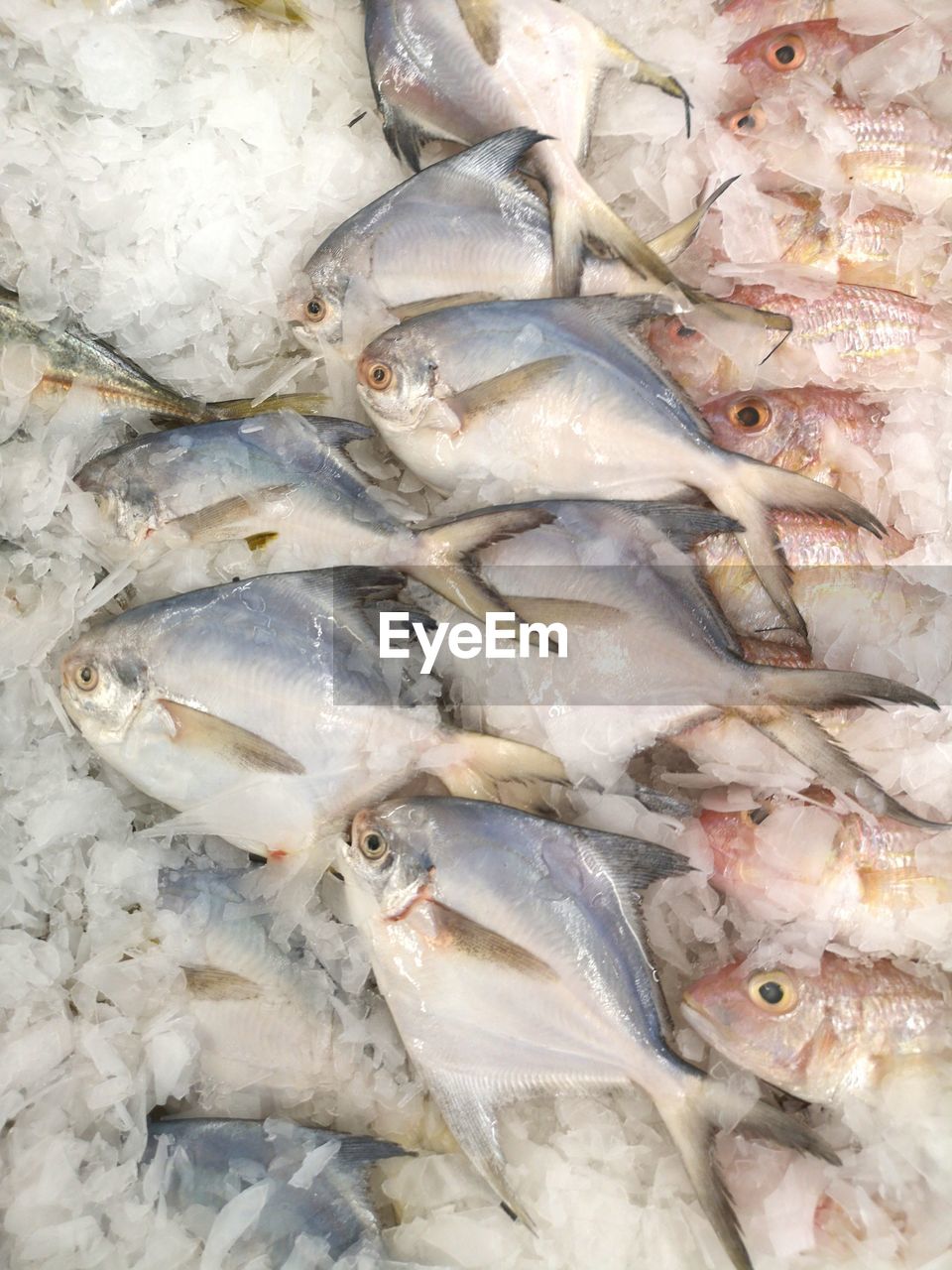 High angle view of fish for sale in market