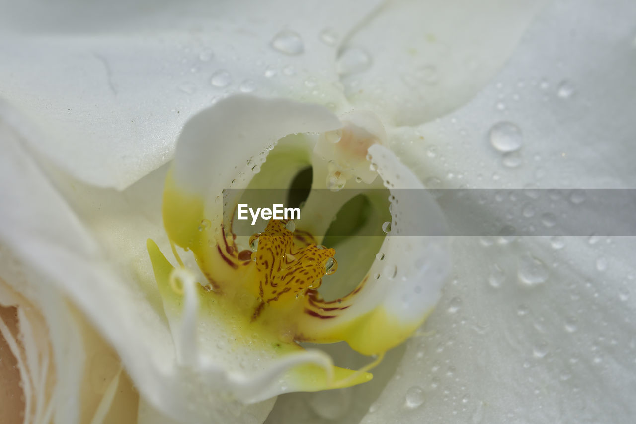 CLOSE-UP OF WATER DROPS ON WET ROSE FLOWER