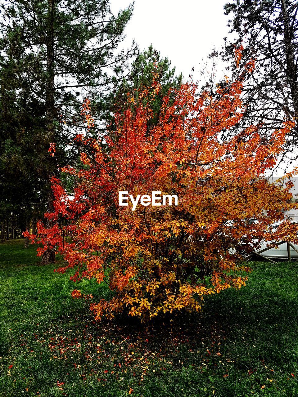 VIEW OF AUTUMN TREE