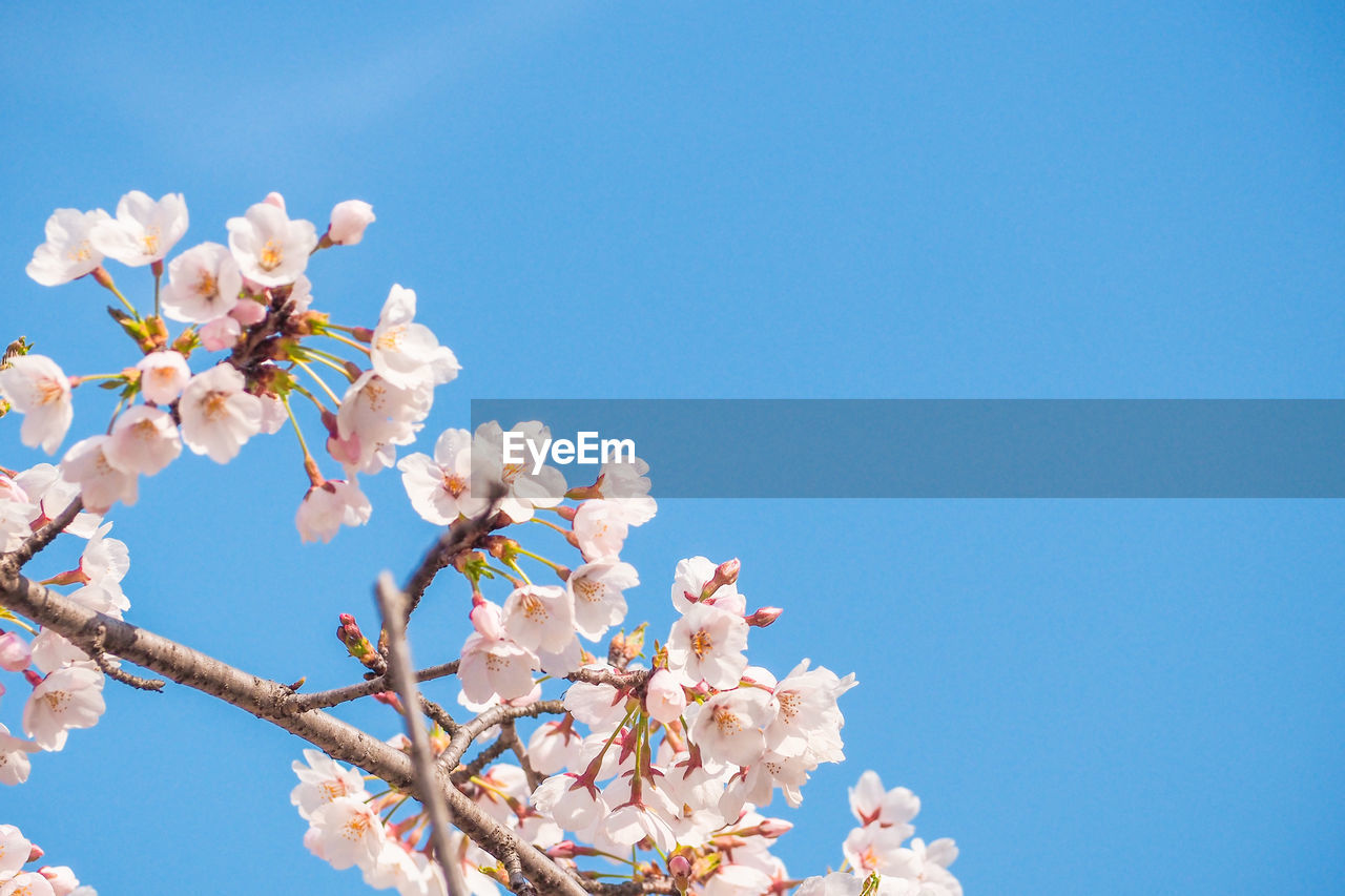 LOW ANGLE VIEW OF CHERRY BLOSSOM TREE AGAINST CLEAR BLUE SKY