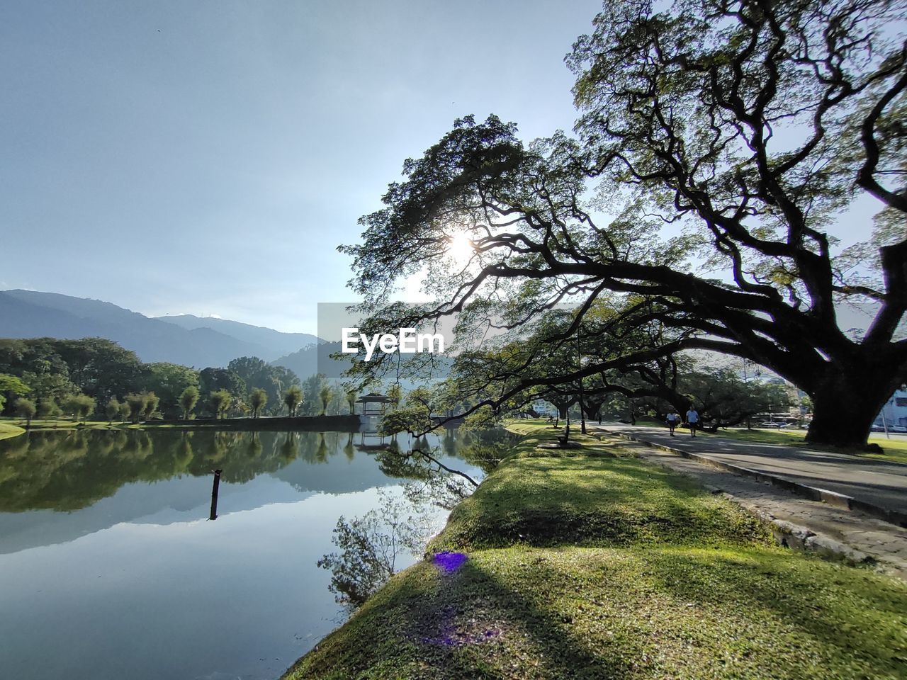 Trees by lake against sky