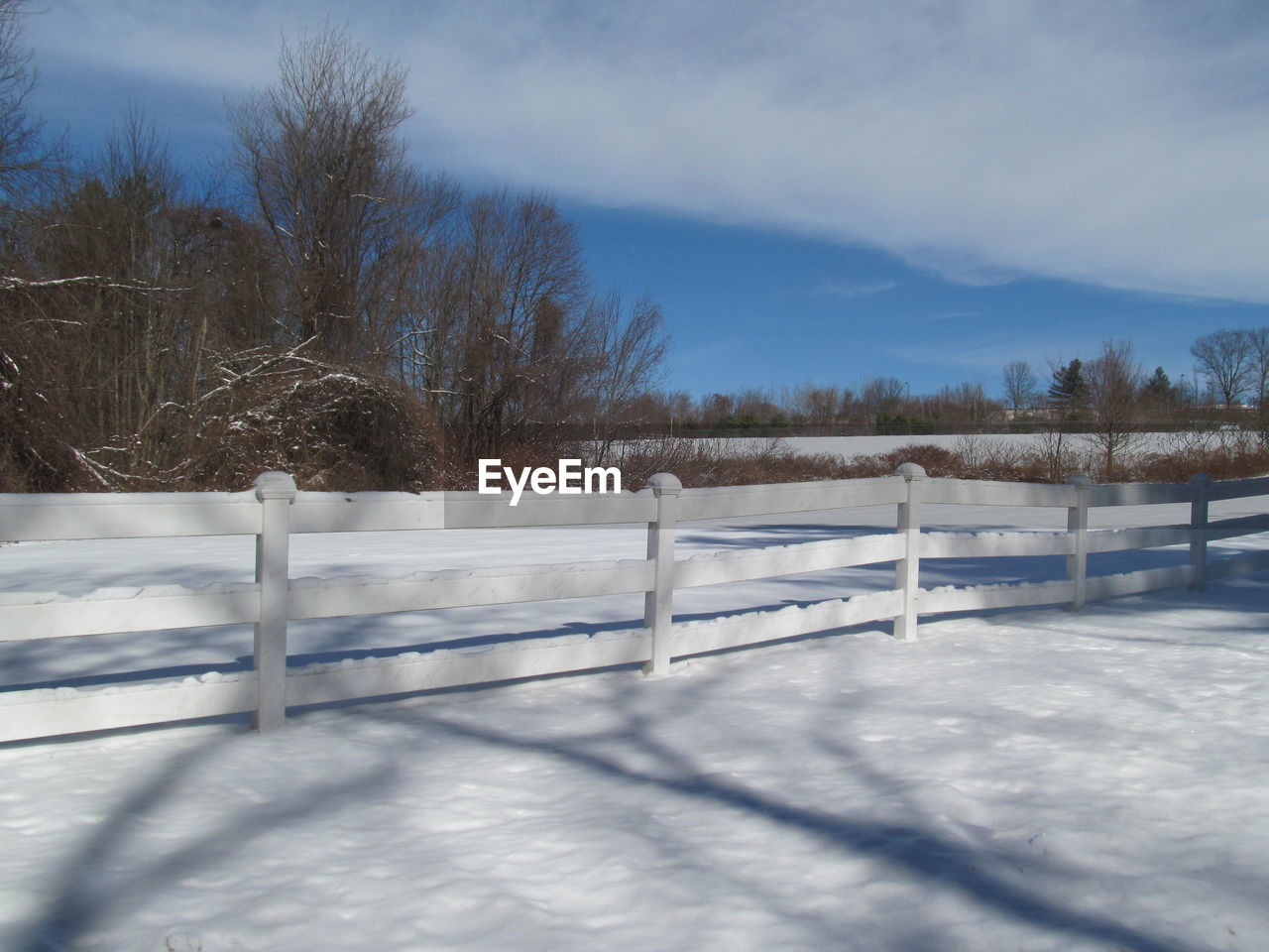 TREES ON FIELD DURING WINTER