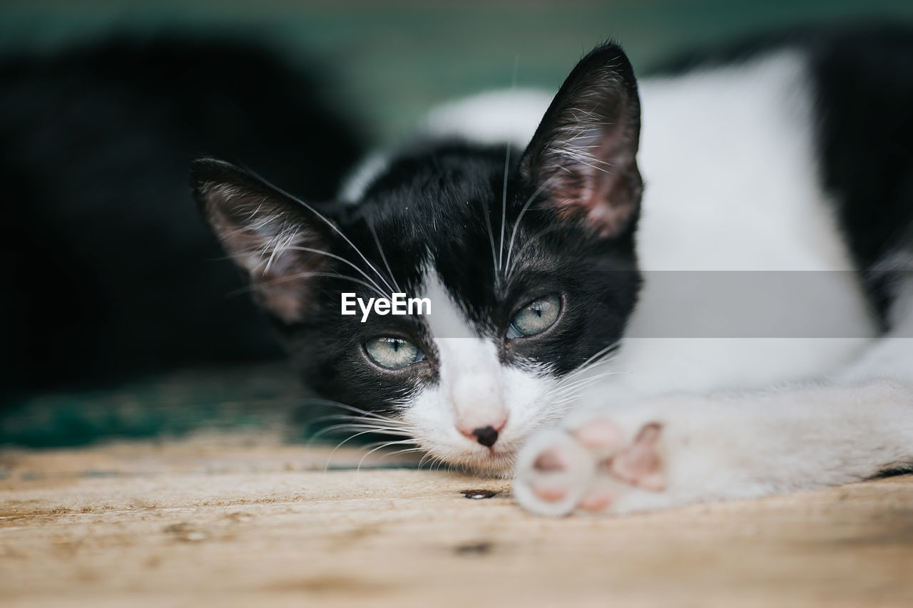 Close-up portrait of cat