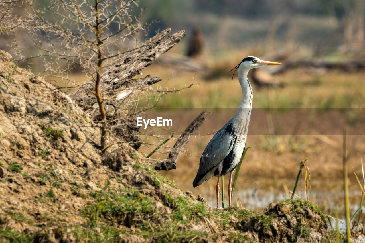 HIGH ANGLE VIEW OF GRAY HERON