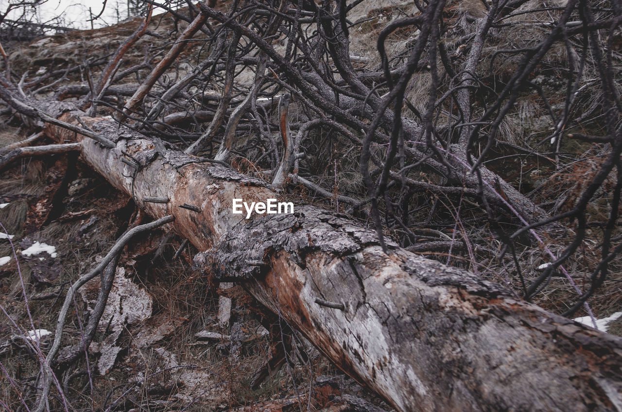 Fallen tree on field in forest