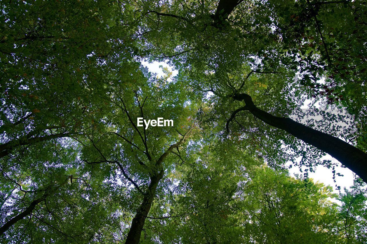 LOW ANGLE VIEW OF TREE AGAINST SKY