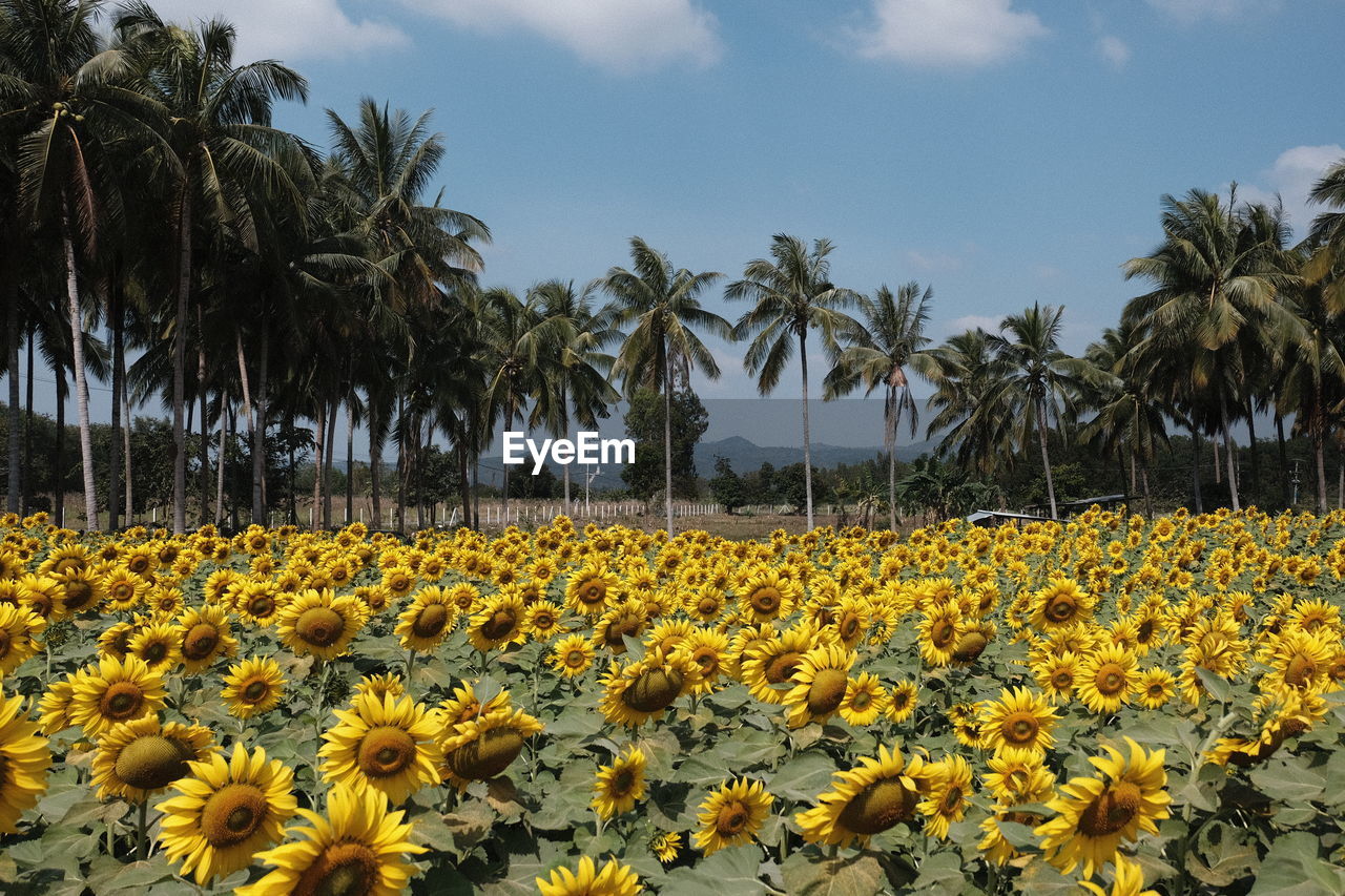 plant, sky, beauty in nature, flower, flowering plant, yellow, sunflower, cloud, nature, palm tree, growth, land, tropical climate, field, tree, freshness, landscape, no people, scenics - nature, environment, agriculture, tranquility, rural scene, outdoors, abundance, day, travel destinations, fragility, crop, flower head, tranquil scene, travel, water, idyllic