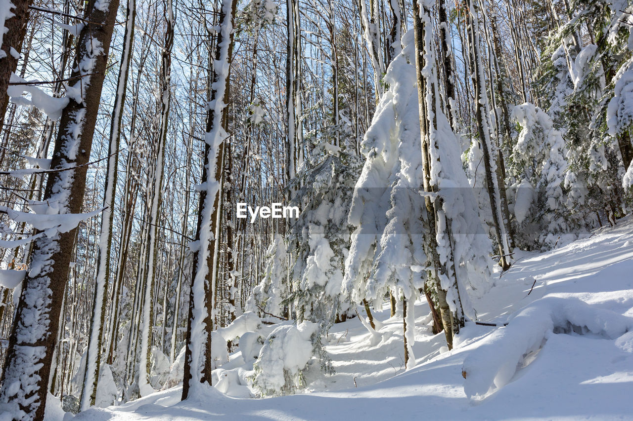 snow, winter, cold temperature, tree, plant, footwear, land, forest, nature, beauty in nature, scenics - nature, environment, white, landscape, tranquility, tranquil scene, non-urban scene, woodland, no people, day, frozen, sunlight, mountain, pine tree, coniferous tree, tree trunk, outdoors, trunk, freezing, pine woodland, idyllic, pinaceae, remote, covering, piste, deep snow, sky, branch, travel destinations, travel