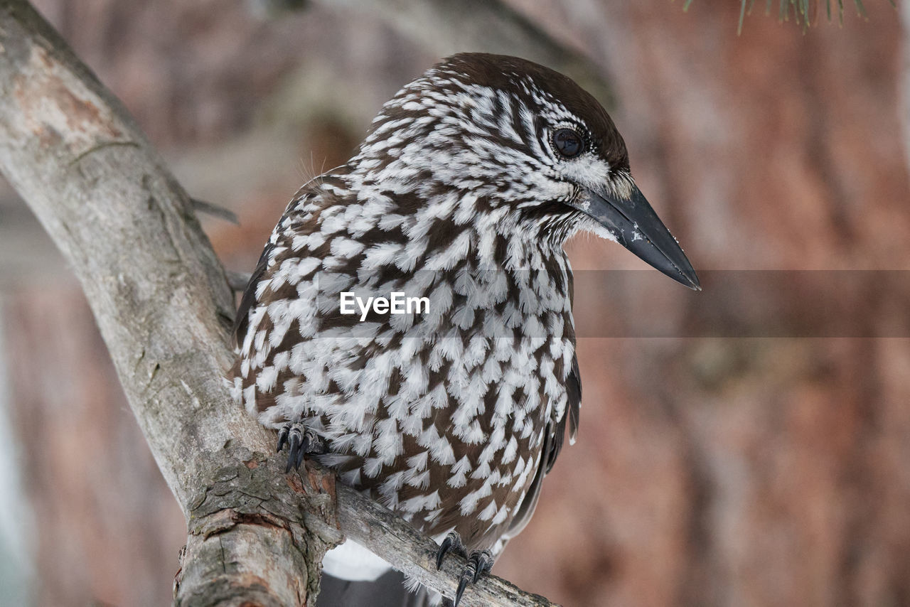 CLOSE-UP OF BIRD PERCHING ON TREE