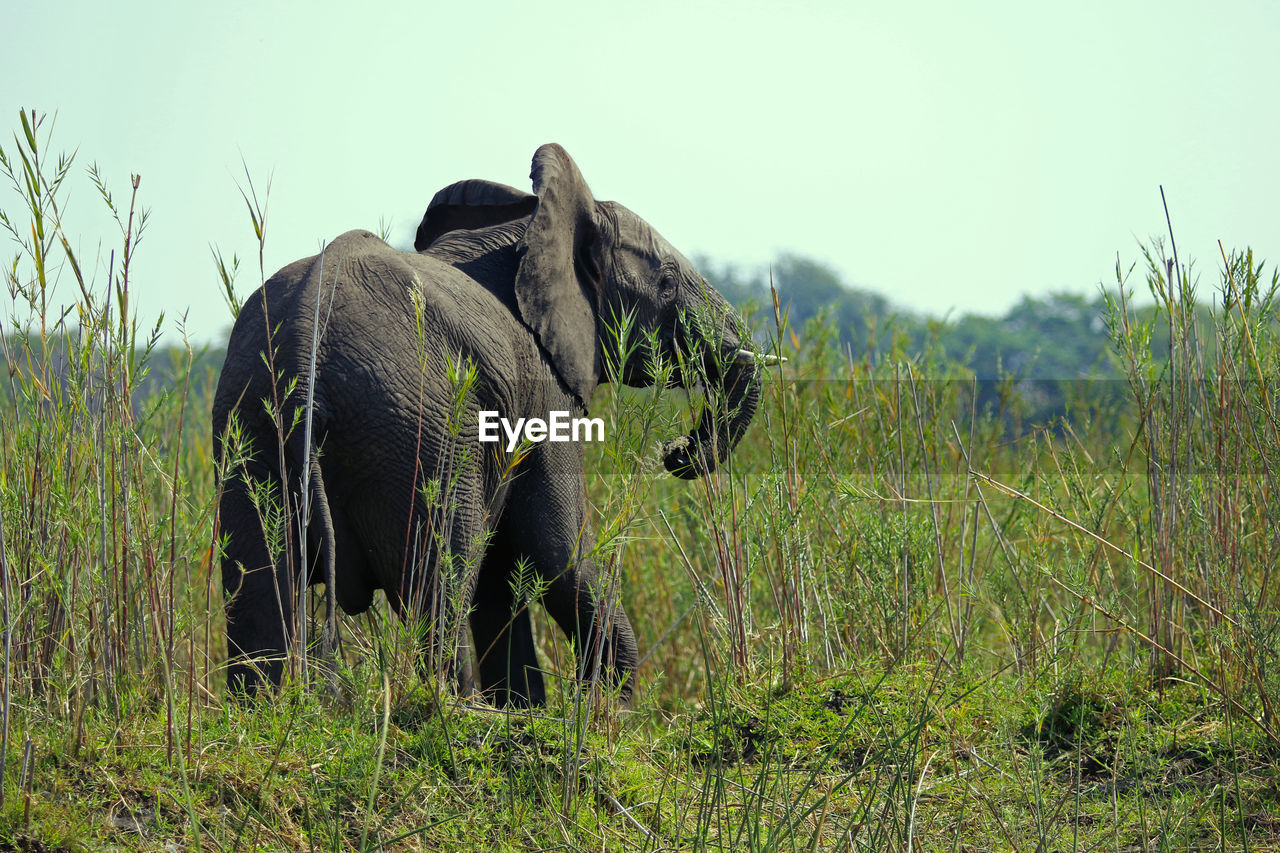 VIEW OF ELEPHANT ON GRASSY FIELD