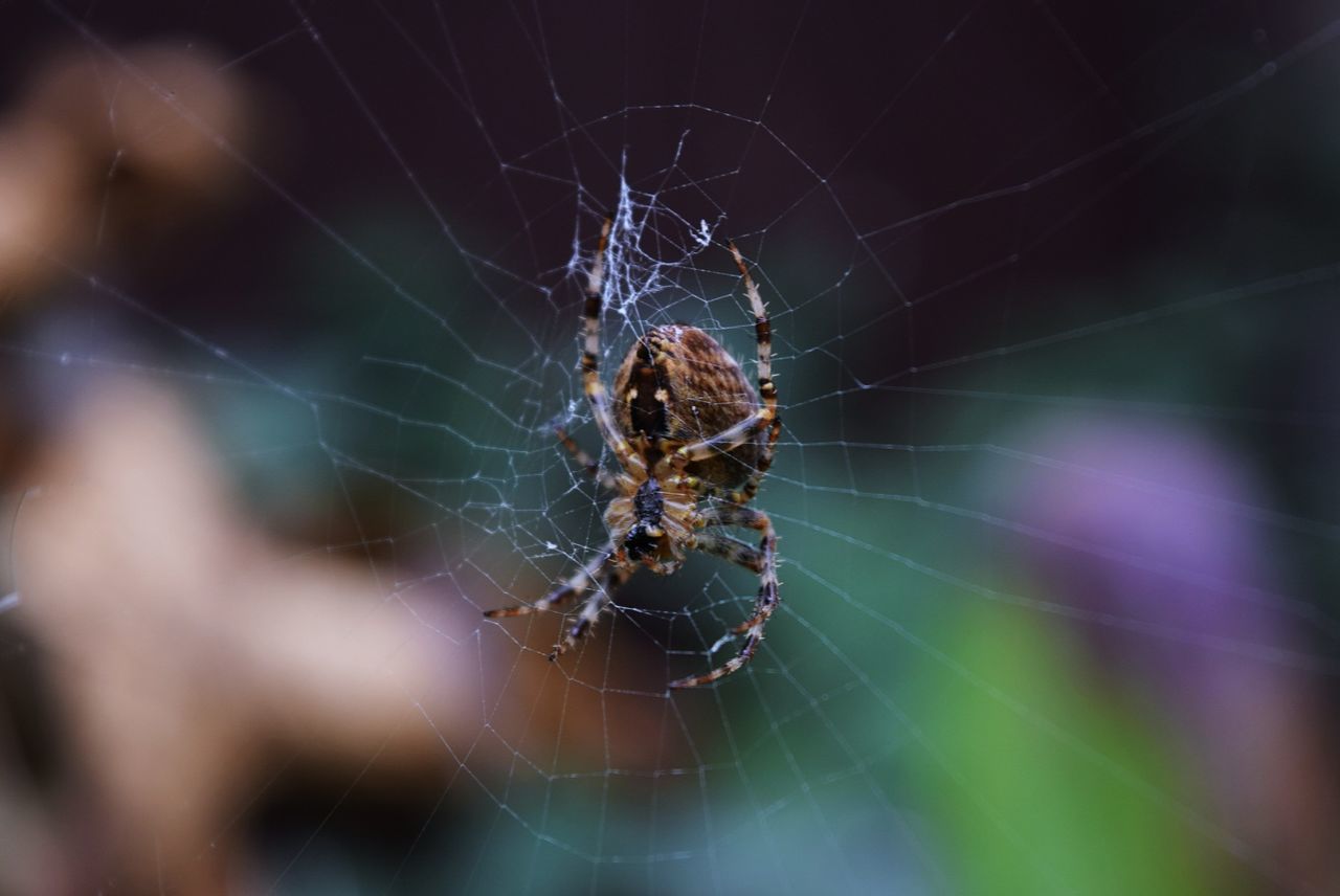 Close-up of spider on web