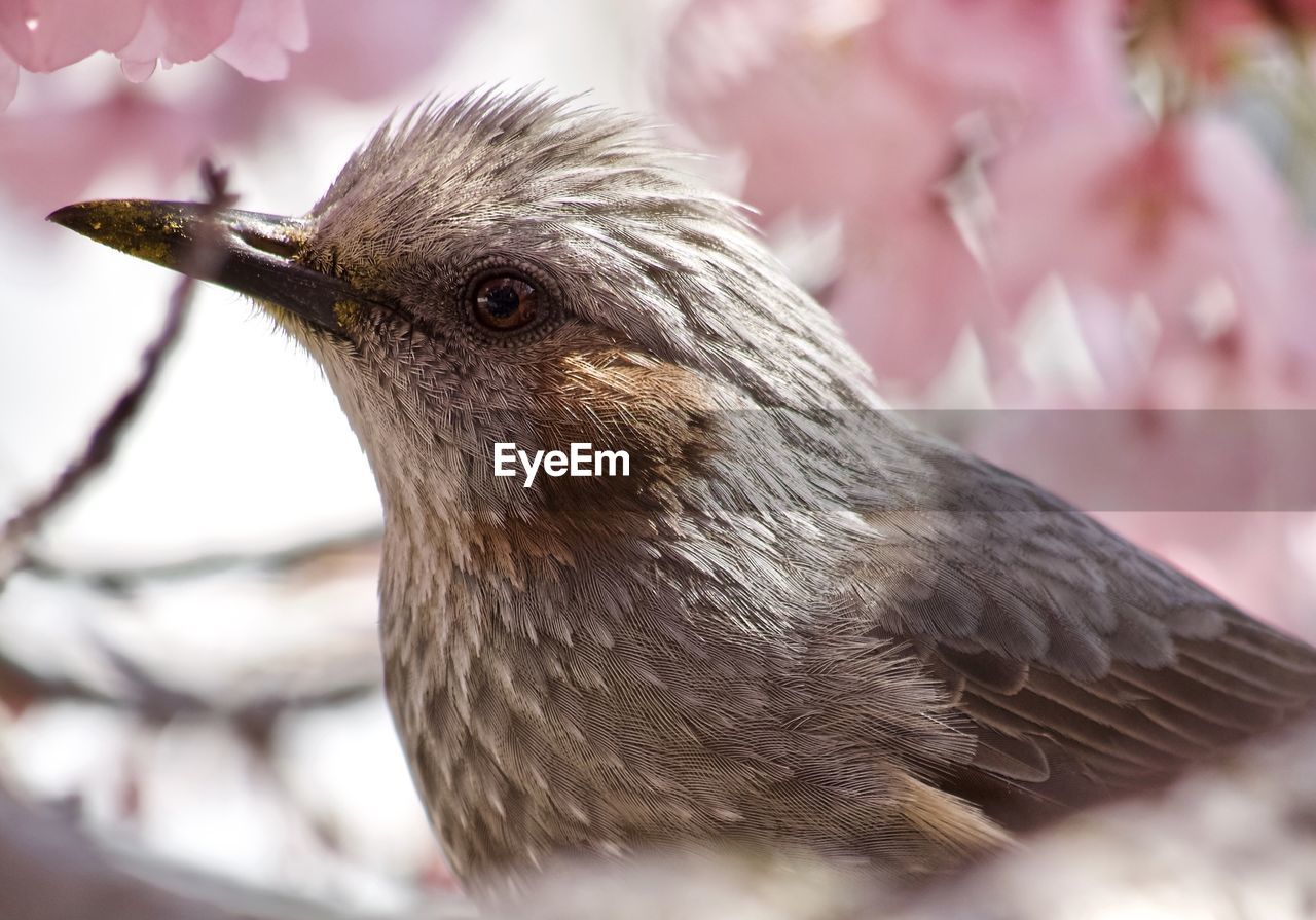 Close-up of a brown eared bulbul in cherry blossoms 