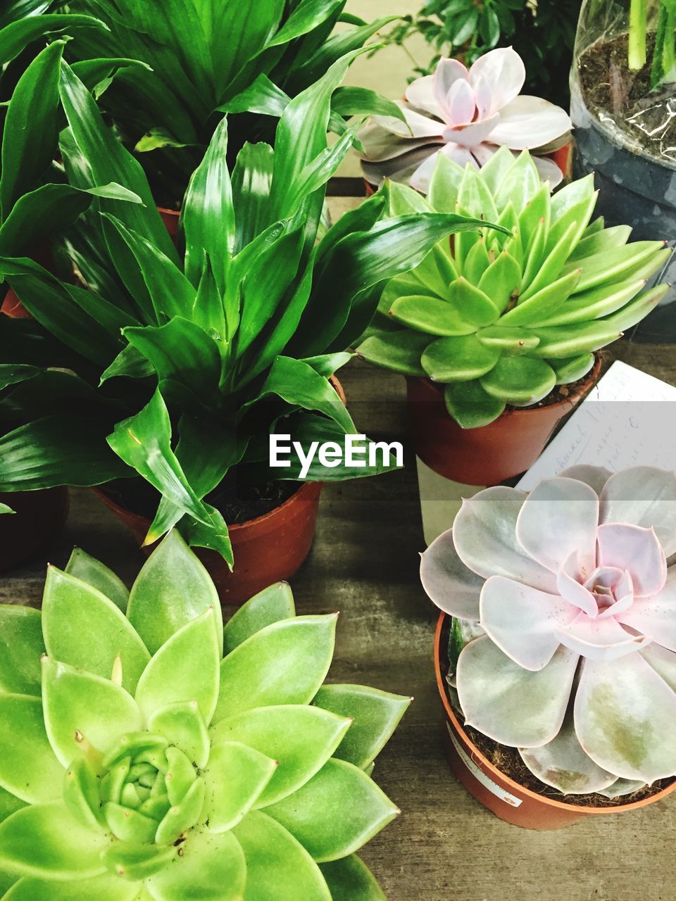 High angle view of potted plants