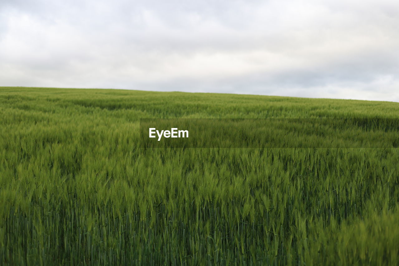 SCENIC VIEW OF FARM FIELD AGAINST SKY