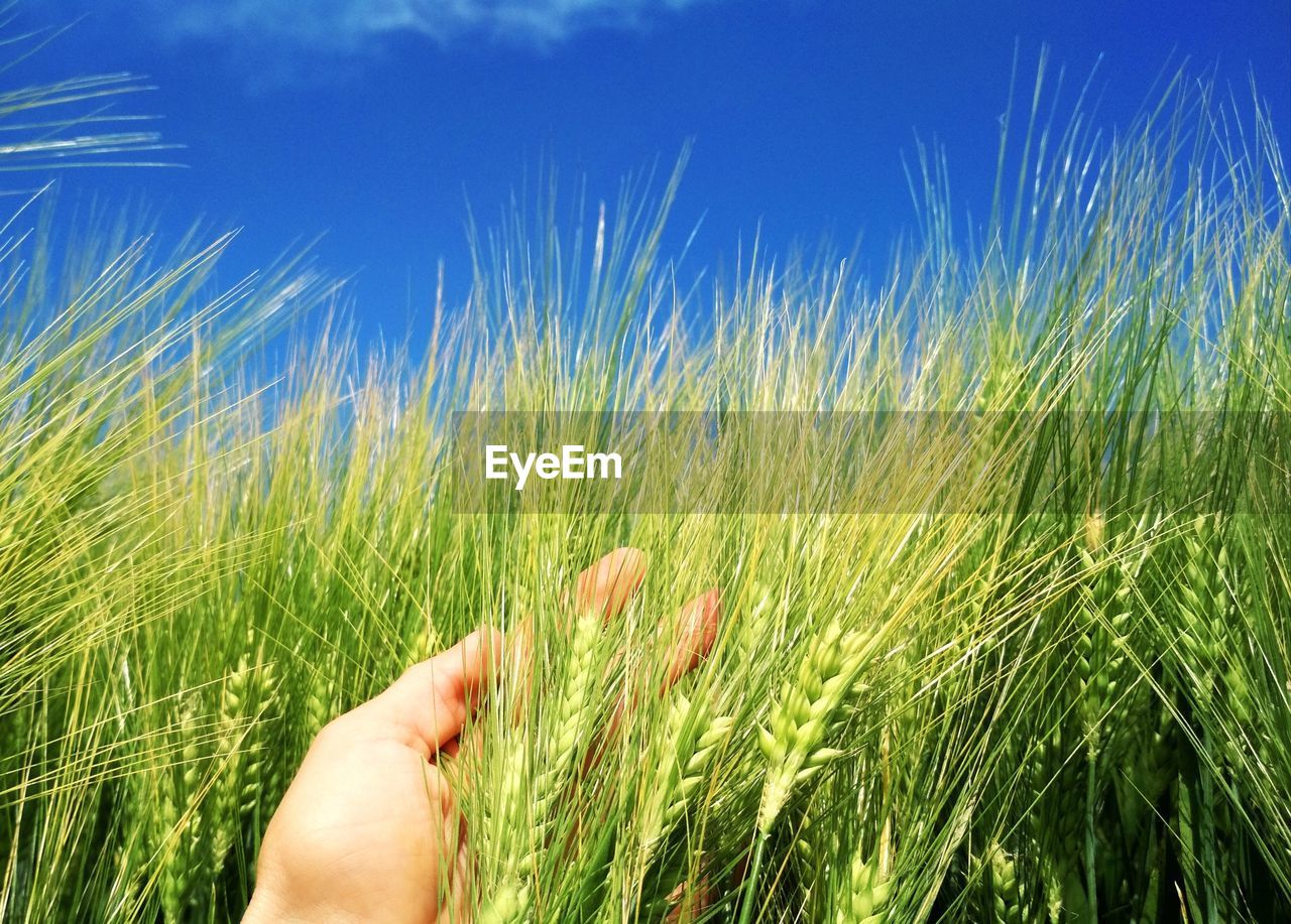 CROPPED IMAGE OF HAND HOLDING GRASS