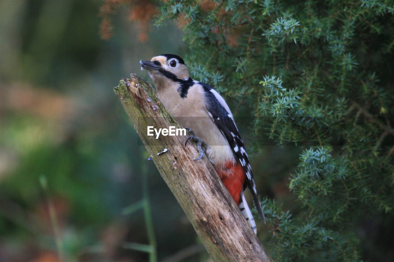 CLOSE-UP OF BIRD PERCHING ON TREES