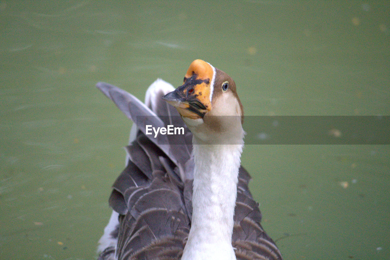 Close-up of water bird swimming on lake