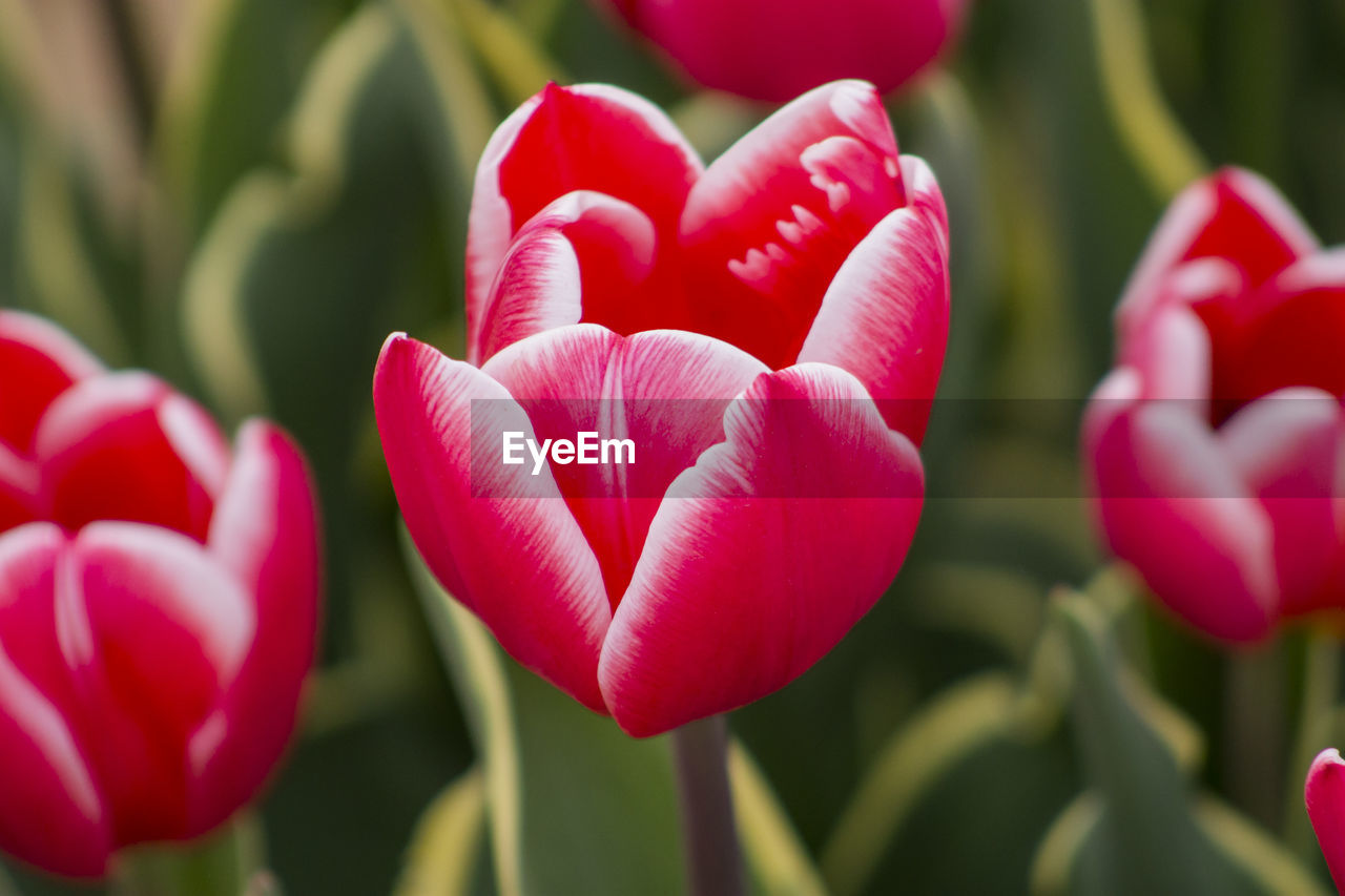 Close-up of red tulips blooming outdoors