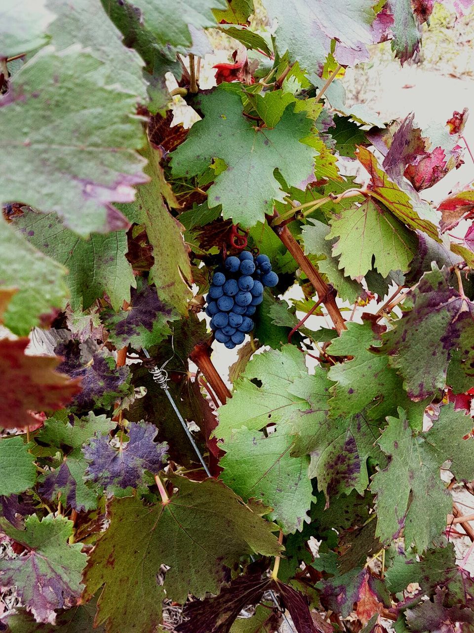 CLOSE-UP OF PLANTS