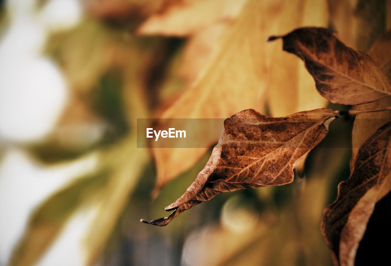 CLOSE-UP OF DEAD MAPLE LEAF