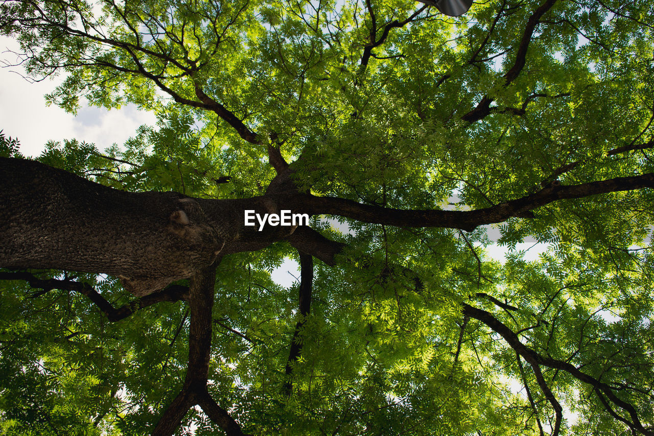 Low angle view of trees in forest