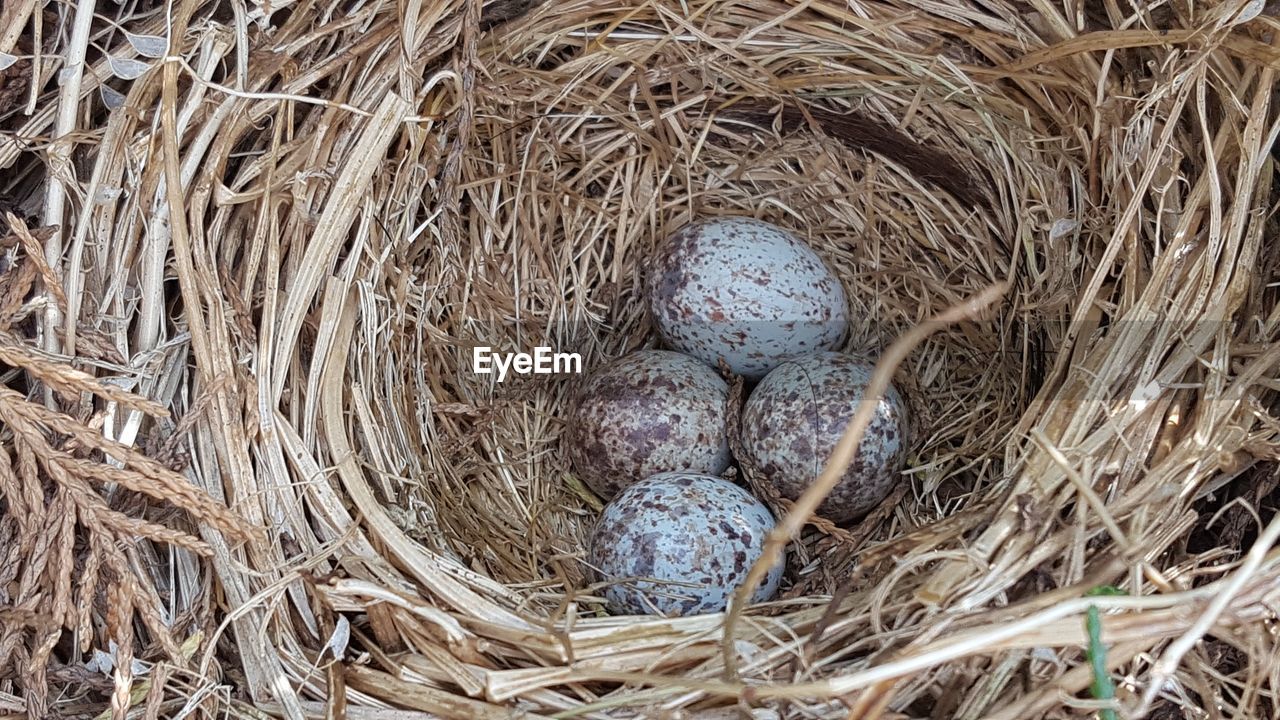 HIGH ANGLE VIEW OF BIRD IN NEST ON HAY