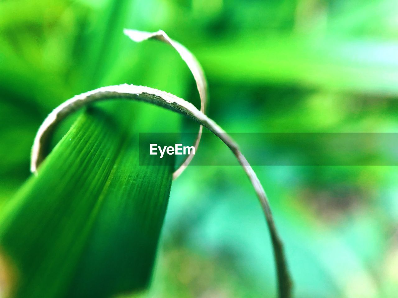 Close-up of fresh green plant