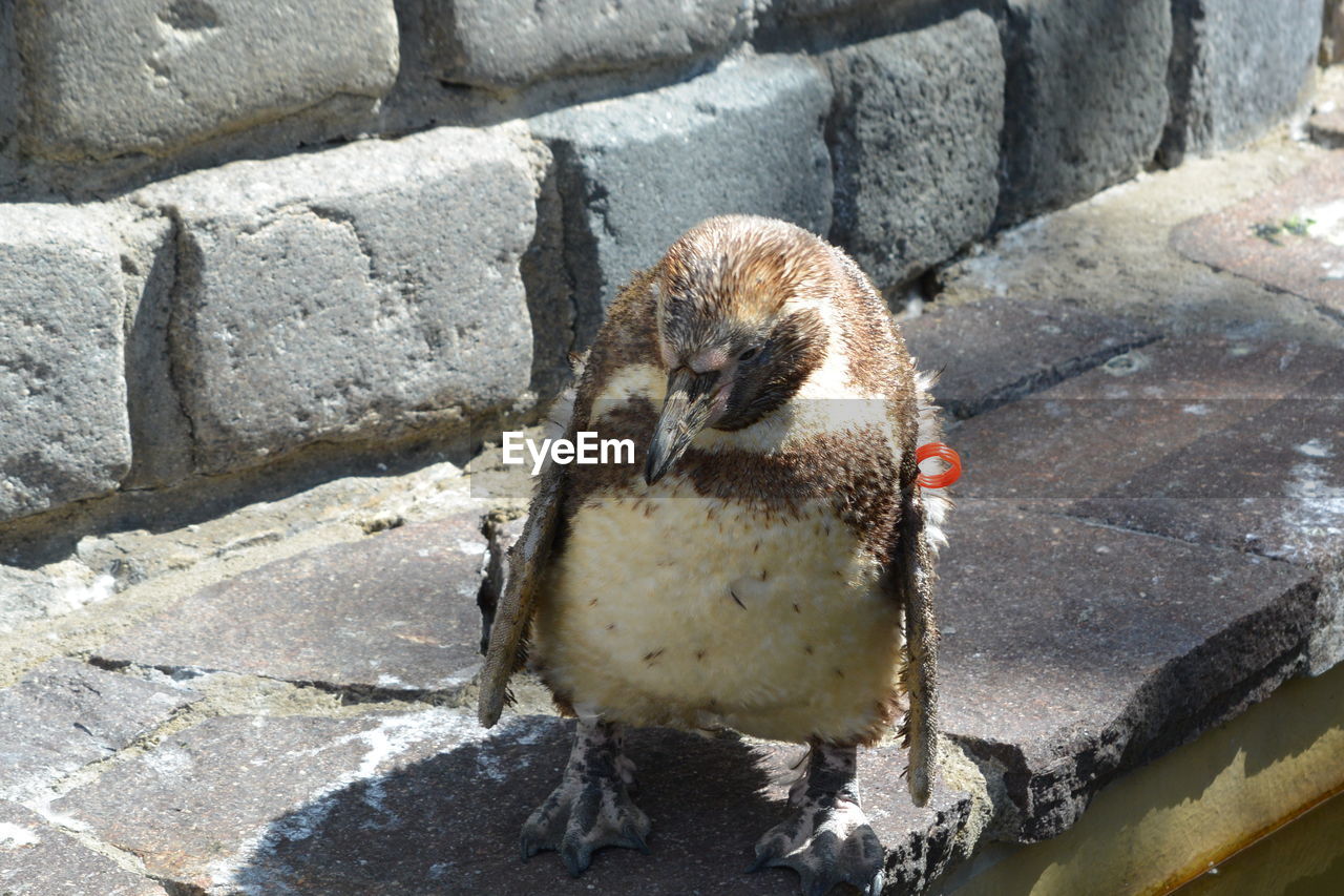 High angle view of a bird