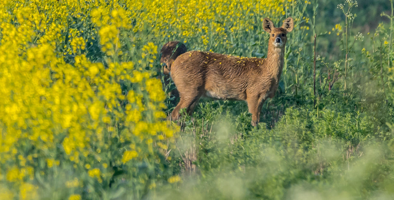 Deer standing in a field