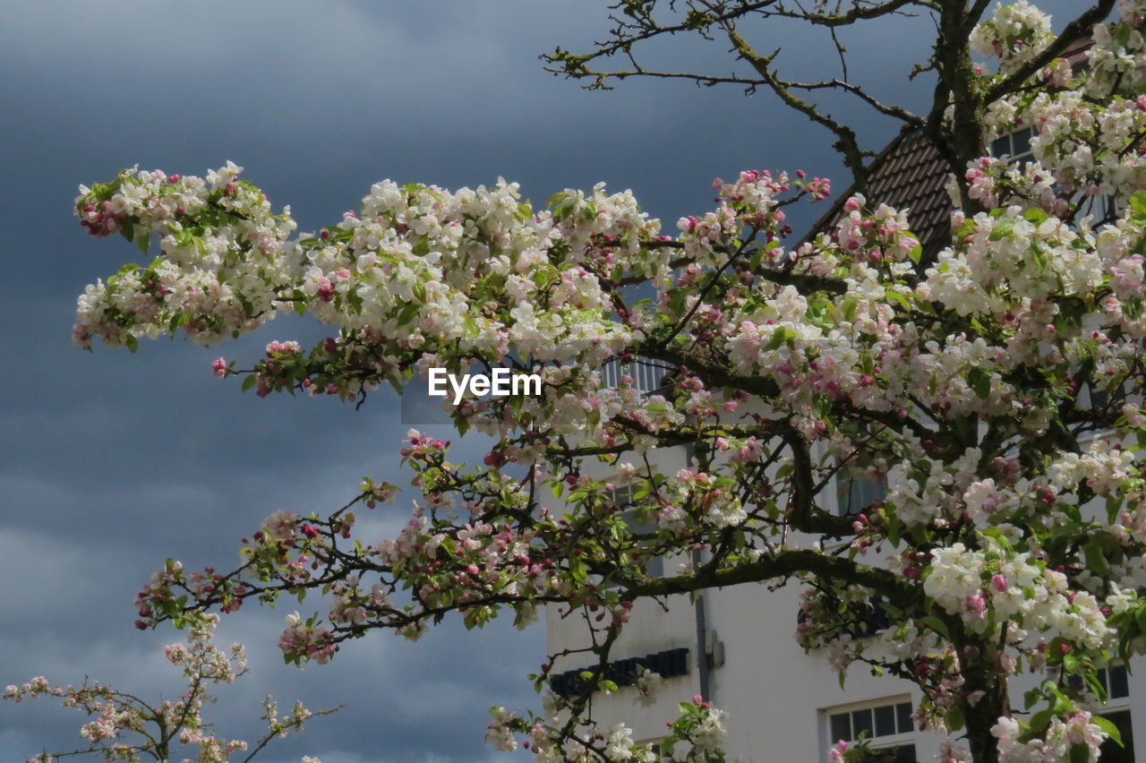 CHERRY BLOSSOMS IN SPRING