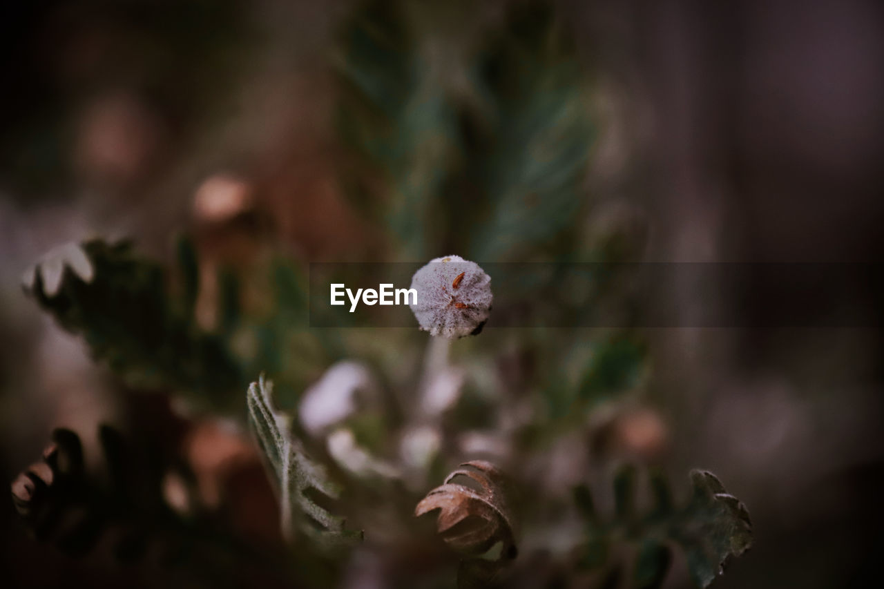 Beautiful Plant Plants Beauty Beauty In Nature Beauty In Nature Blooming Blossom Close-up Day Flower Flower Head Flowering Plant Focus On Foreground Fragility Garden Growth Nature No People Outdoors Plant Selective Focus Spring Spring Flowers Springtime Vulnerability