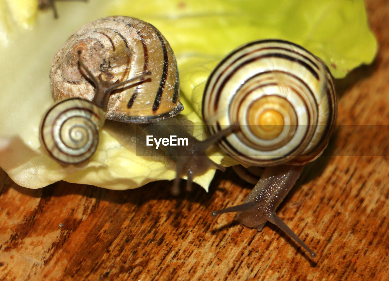 Macro shot of snails on lettuce