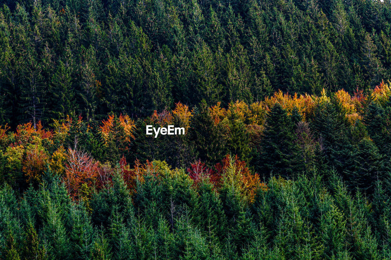 Fir forest in autumn 
