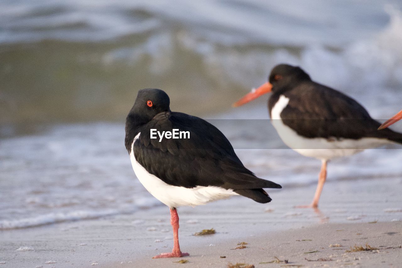 Two birds on the beach