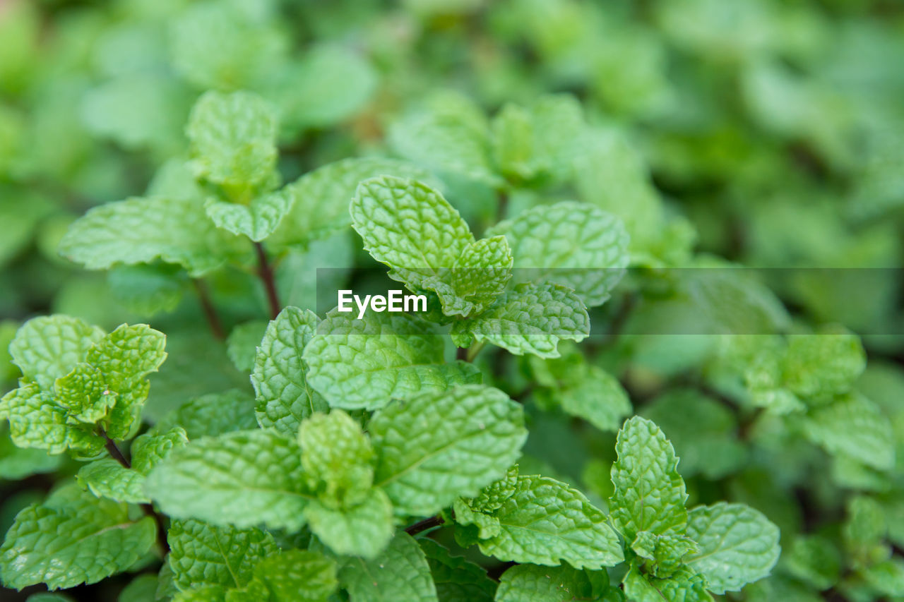 FULL FRAME SHOT OF FRESH GREEN PLANT