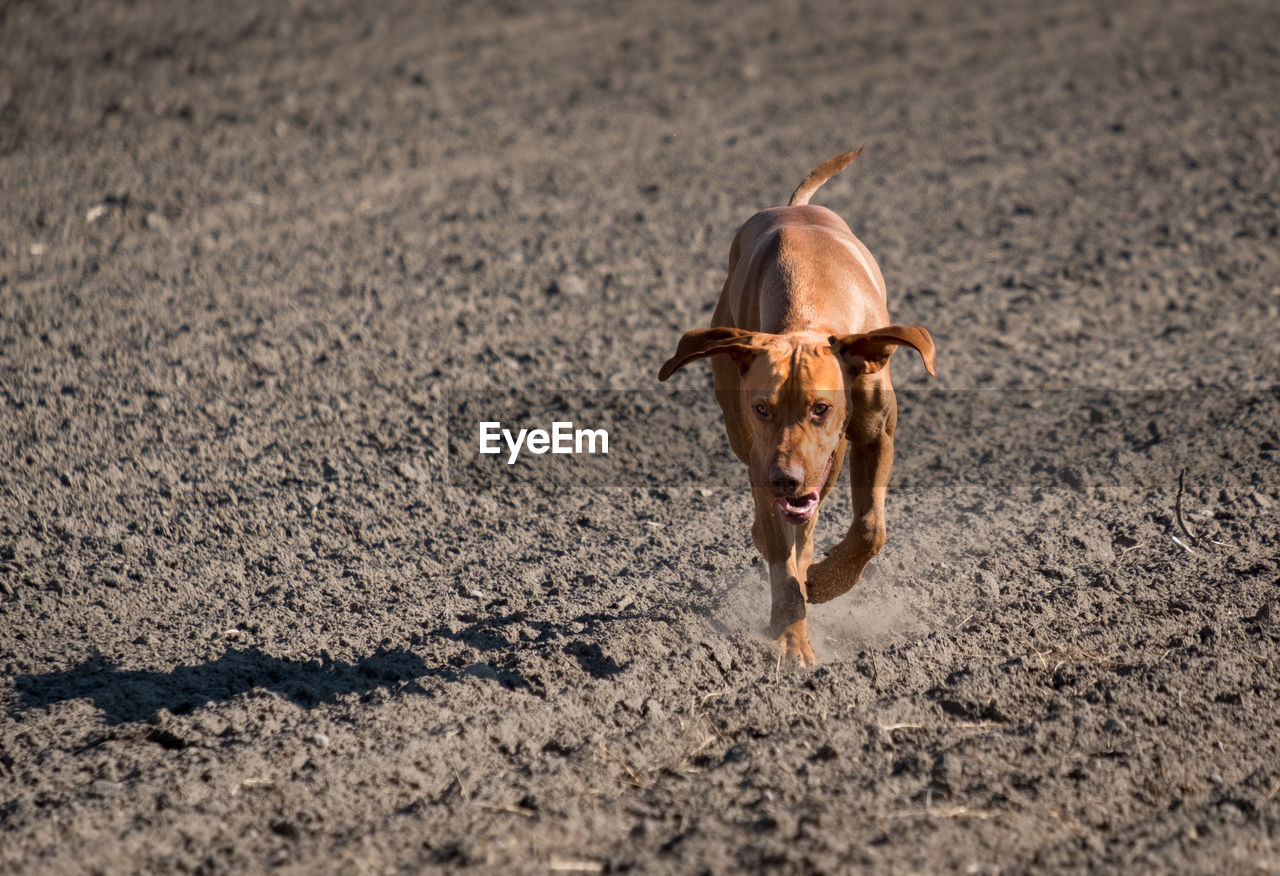 Dog on sand